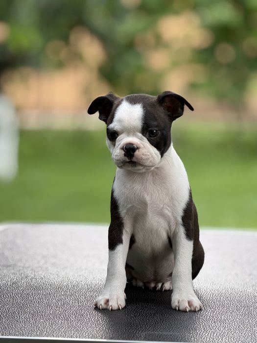 Boston terrier ( nu bulldog francez )