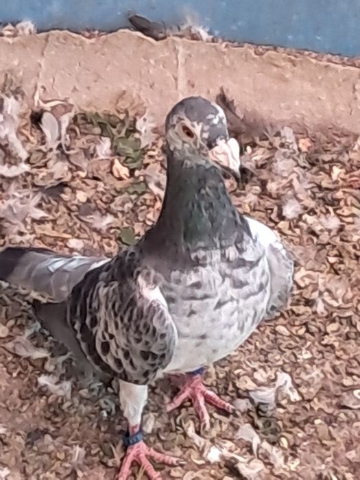 De vânzare porumbei stil vechi