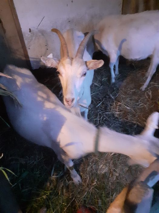 Capre sannen cu lapte fără miros