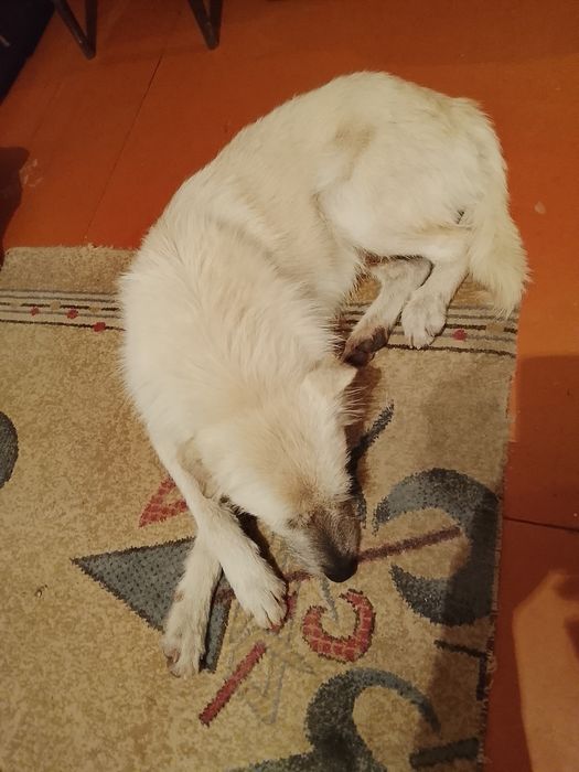 Отдам в очень добрые руки.