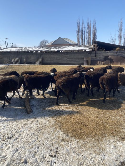 Продам жирных баран