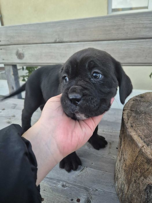 Кане Корсо женски