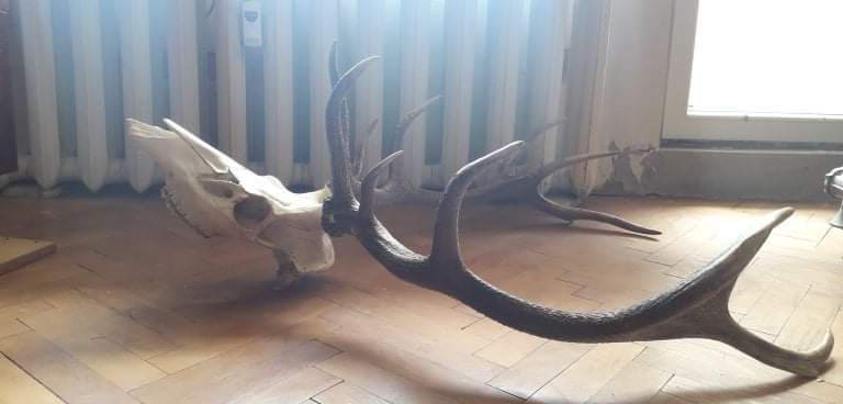 Еленски трофей глава с рога