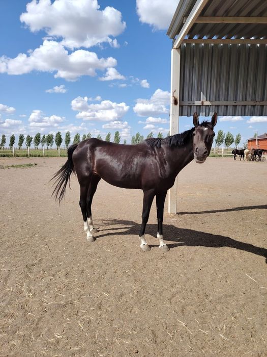 Ахалтекинская кобыла ,жеребец