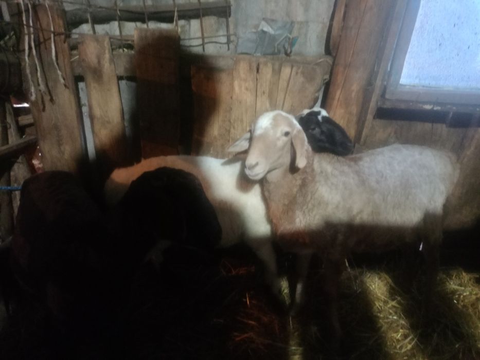 Продам кошкаров на племя
