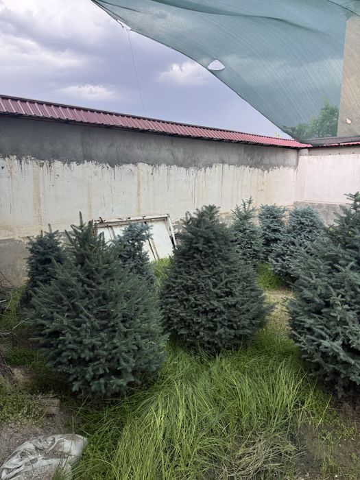Голубая ель , сосновая елка , росла в ташкенте