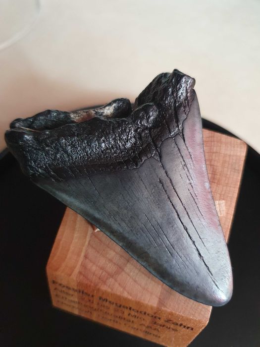 Fosila rara de Megalodon cu vitrina muzeu de prezentare