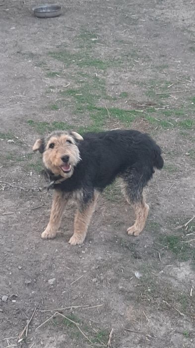 Норка 2 жас ұрғашы