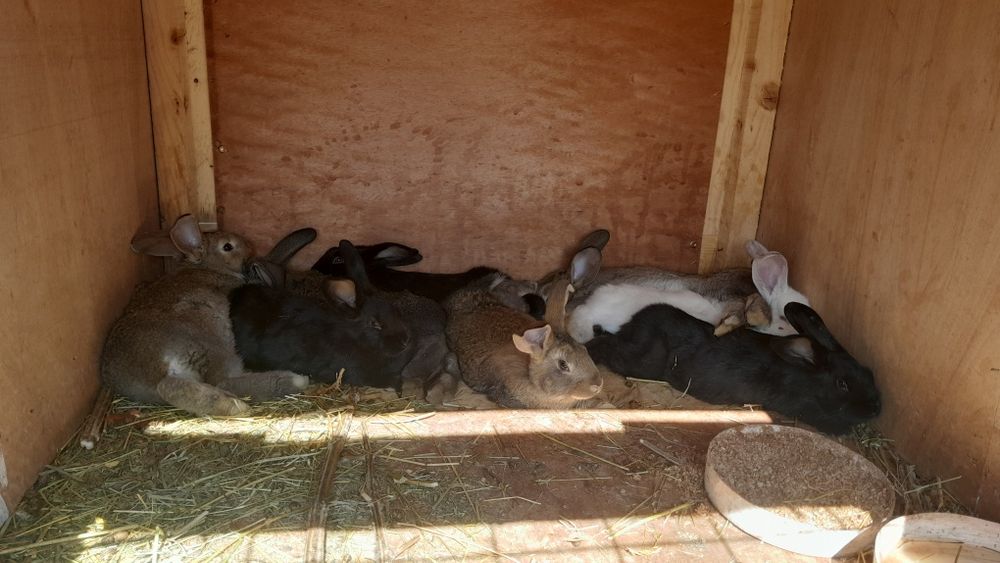Продам кроликов 8 штук