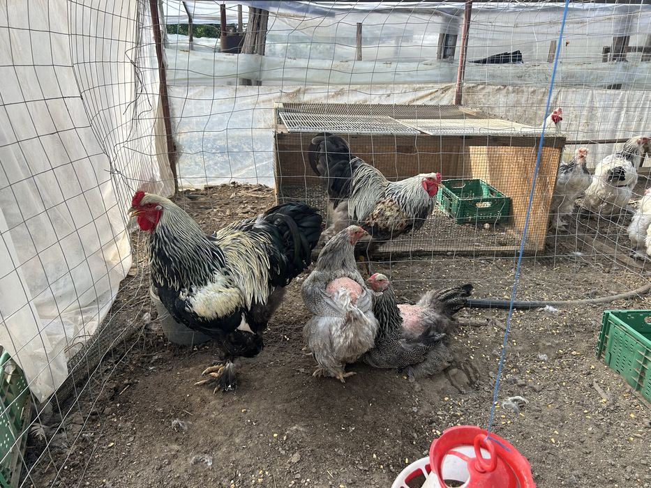 Brahma si Austrarorp