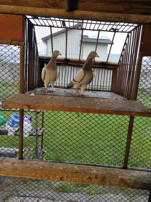 Porumbei voiajori, masculi, concurati