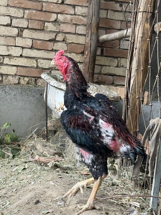 Dakan xoʻroz toza shamo