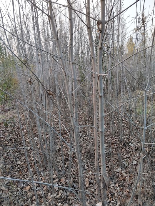 Koʻchat Yasin, katalpa, tut, klon, chinor