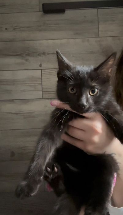 Котята ! Алматы

Ищут дом два чудесных
