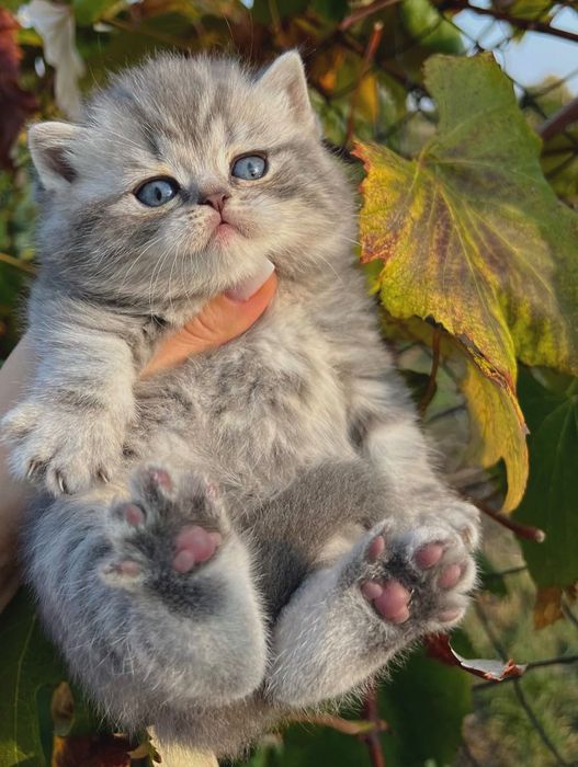 Британские малыши котята