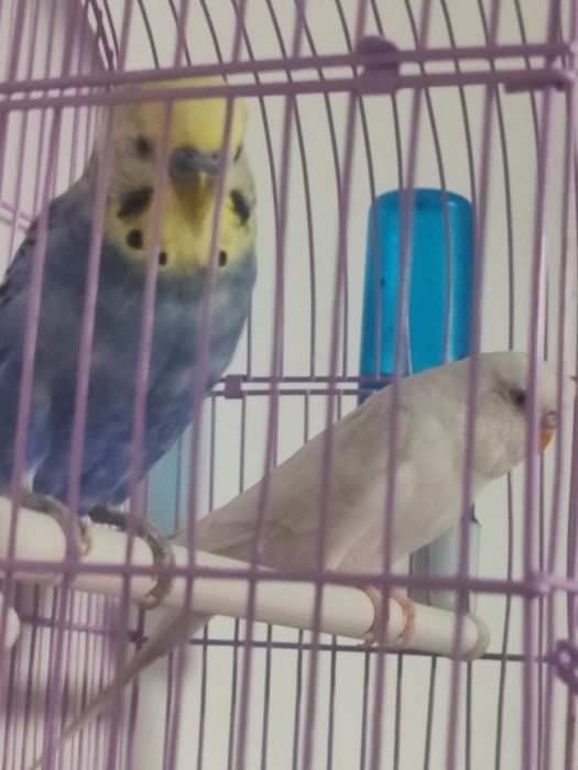 Продам .          .