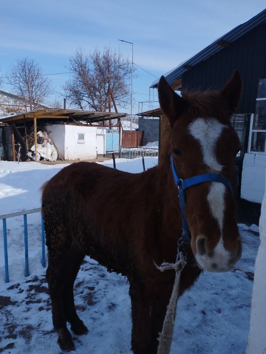 Продам жеребенка