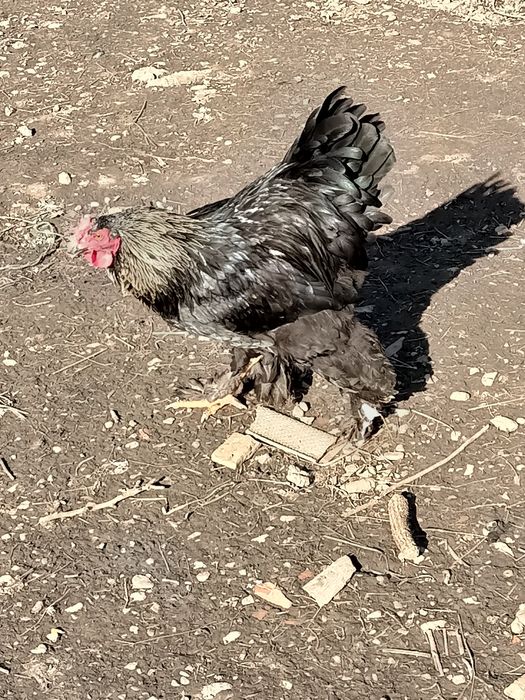 Vând cocoș Brahma