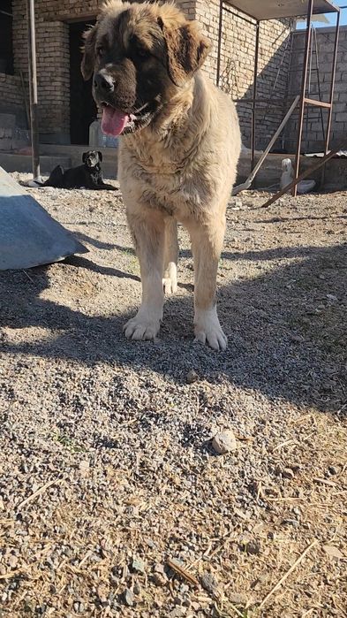 Багира возраст  1 год.