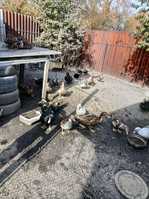 Продам молодых индоуток