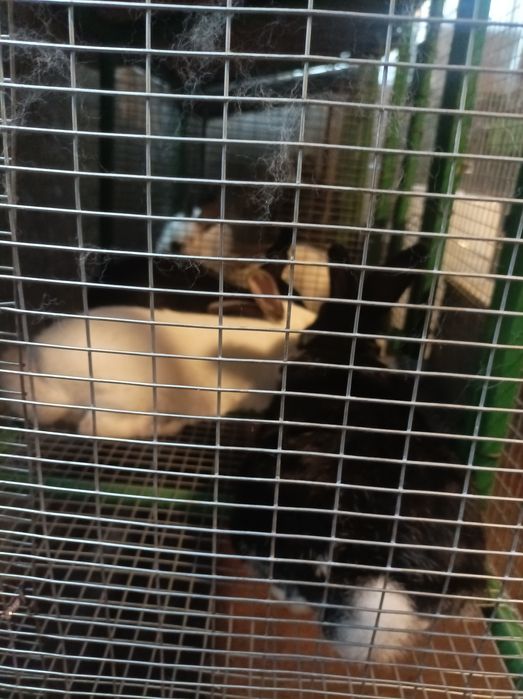 Продавам зайци намират се в Враца