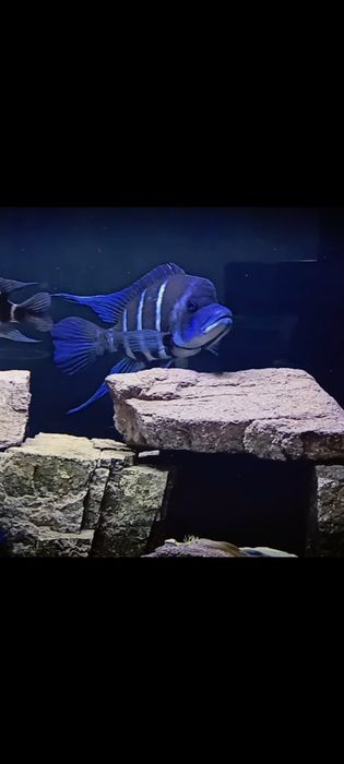 Gibberosa Blue Zair Frantoza Moba f1