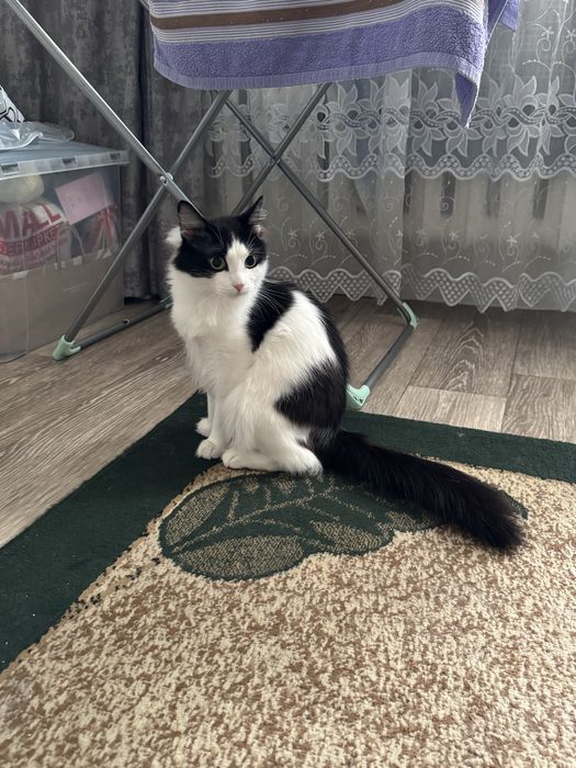 Отдам кота        .