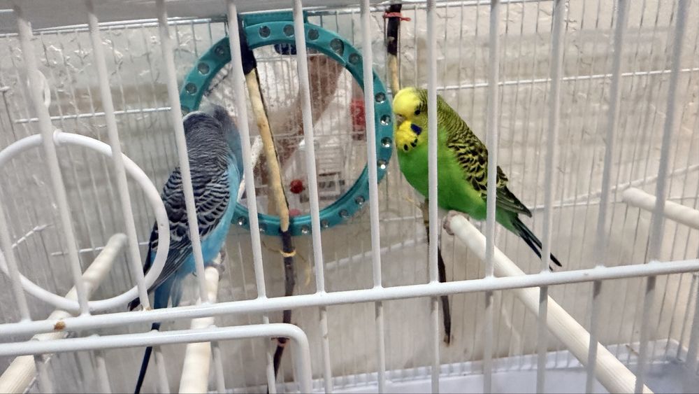 Продам Попугайчиков.