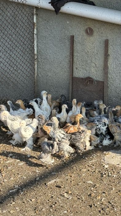 Pui brahman varsta 1 luna