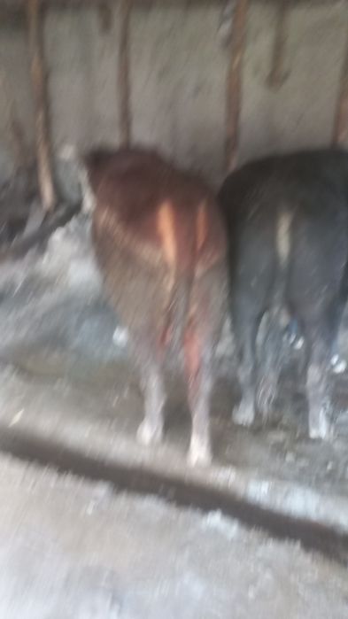 Buqala sotiladi  jivoy vasga xam beramiz