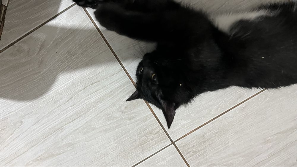 В добрые руки котёнка