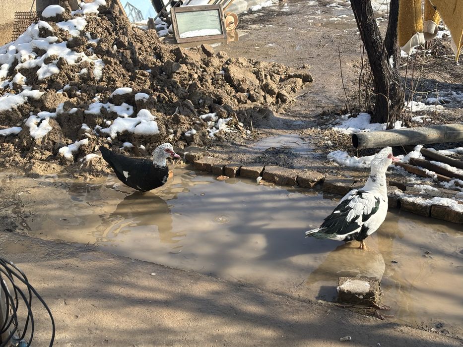 Утка королевскийй