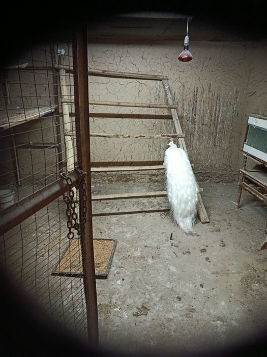 белый Павлин Самец