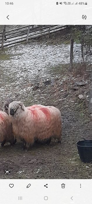 Vand patru oii și trei berbecuți bocălăi