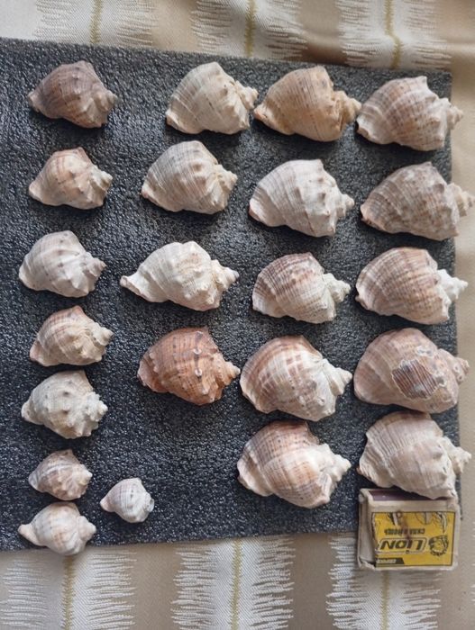 Ракушки натуральные Юг