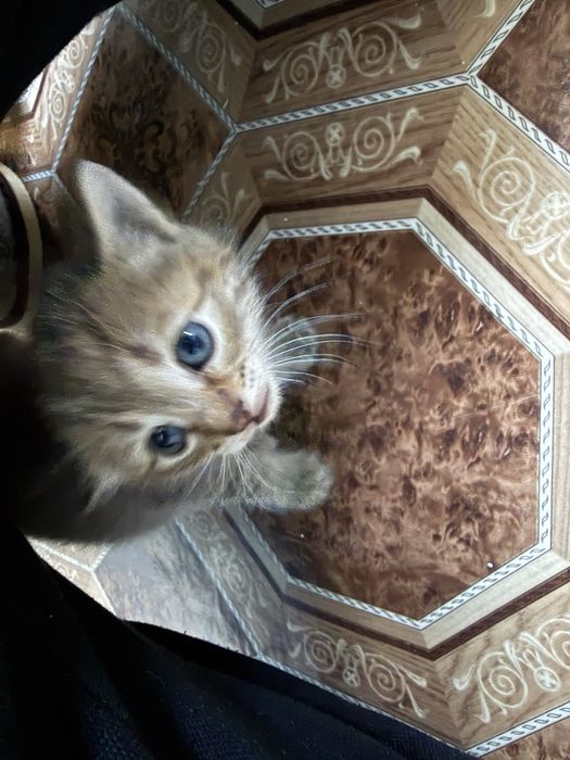 Отдам котиков в добрые руки