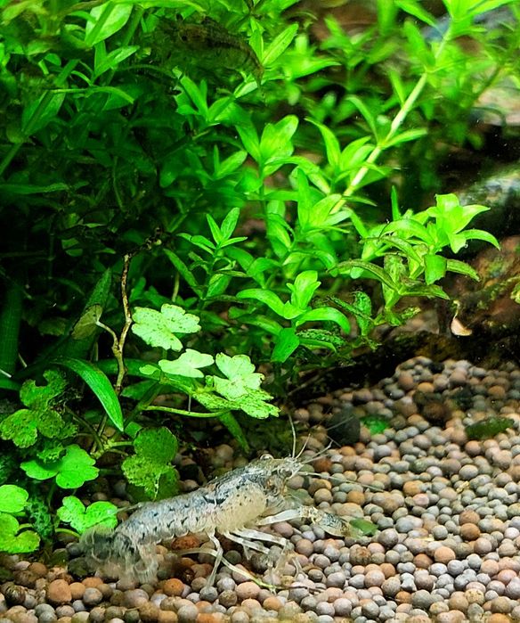 Аквариумные мини- раки!