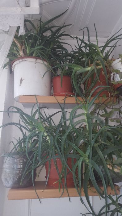Aloe vera in ghiveci