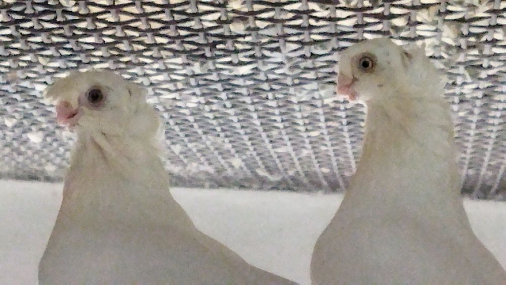 Голуби продаются