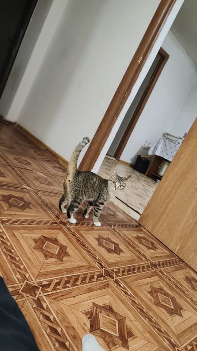 Котятки мармеладки