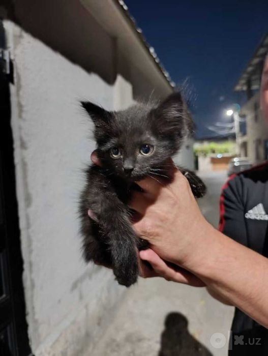 Отдам котенка девочка