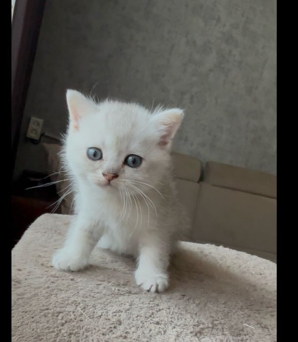 Британские котята скотиш страйт