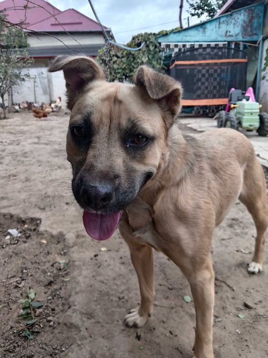 Dăruiesc cățelușă