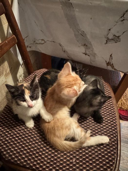 Отдам котят в добрые руки! 1.5 месяца к лотку приучены.