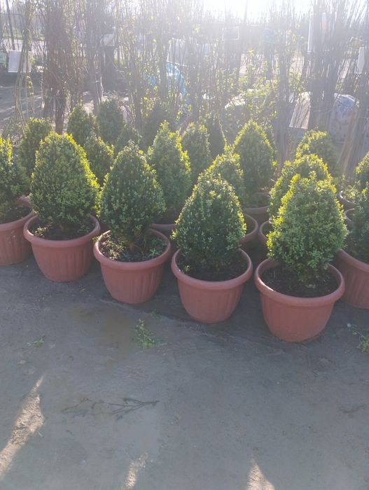 Газон бор оптим дастафка бор