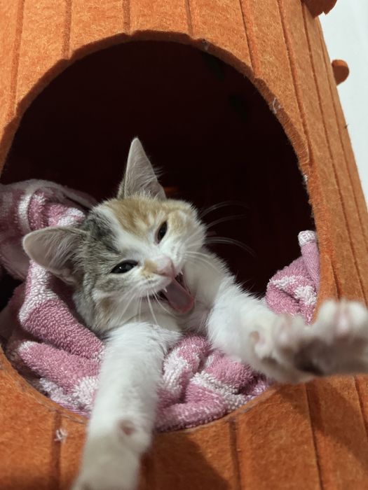 Котёнок, 5 месяцев