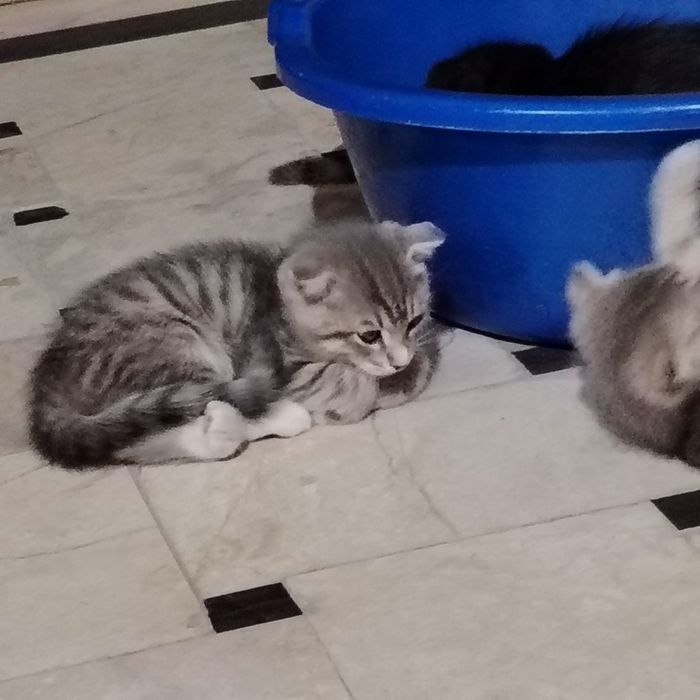 Продаётся котята вясло ухие