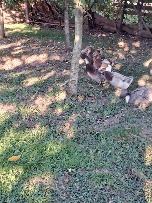 Vând familie de rate moțate formată din 4 femele și un mascul!