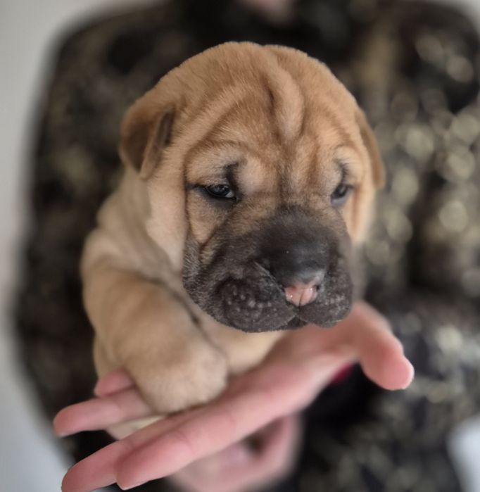 Shar pei drăgălași