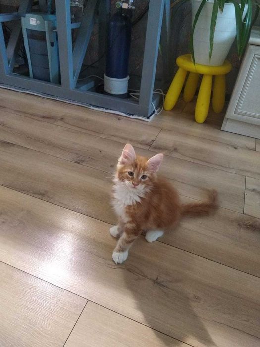 Котята Мейн кун!!!